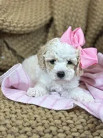 Tinker, a female Poodle - Toy  for sale in Fort Worth, TX – Photo 4 of 7