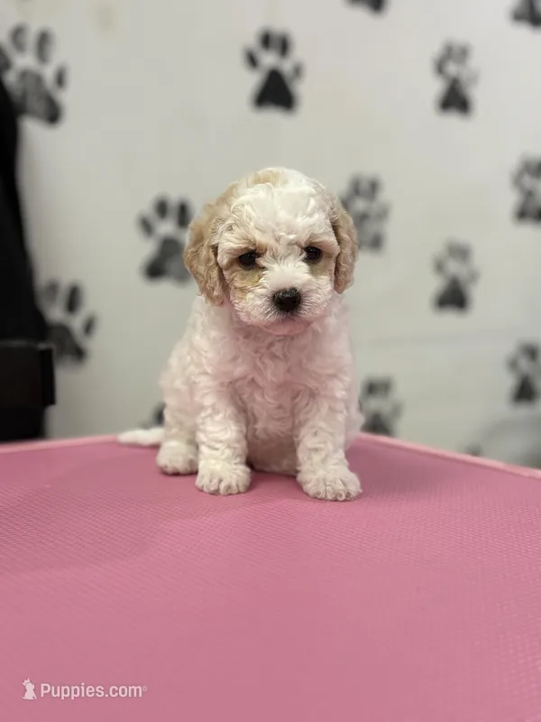 Tinker, a female Poodle - Toy  for sale in Fort Worth, TX – Photo 1 of 3