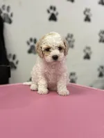 Tinker, a female Poodle - Toy  for sale in Fort Worth, TX – Photo 1 of 3