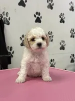 Tinker, a female Poodle - Toy  for sale in Fort Worth, TX – Photo 2 of 3