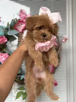 Emelia , a female Maltipoo and Poodle - Toy  for sale in Grand Prairie, TX – 2 of 4
