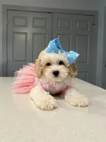 Trixie , a female Poodle - Toy  for sale in Fort Worth, TX – 3 of 3