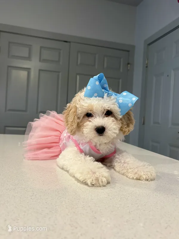 Trixie  – Poodle - Toy  puppy for sale in Fort Worth, TX
