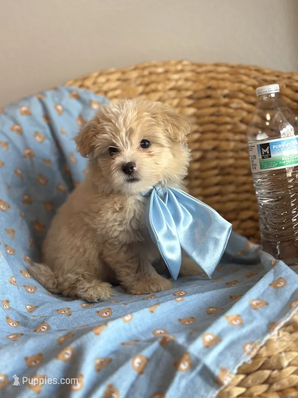 *Paddington 🧸* – Maltipoo, Poodle - Toy  puppy for sale in Grand Prairie, TX