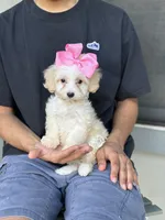 Princess , a female Maltipoo and Poodle - Toy  for sale in Fort Worth, TX – Photo 2 of 3