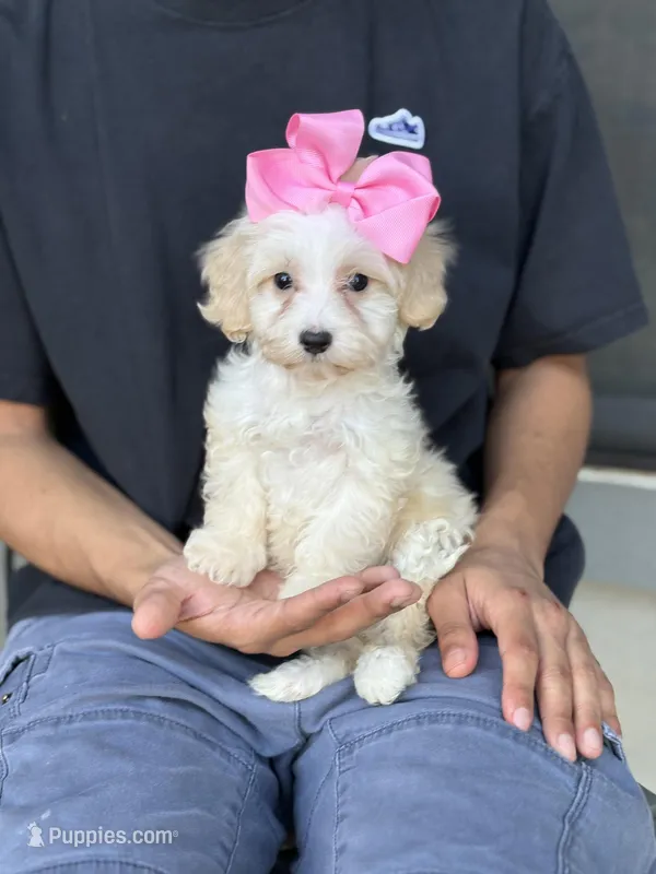 Princess  – Maltipoo, Poodle - Toy  puppy for sale in Fort Worth, TX