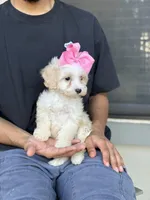 Princess , a female Maltipoo and Poodle - Toy  for sale in Fort Worth, TX – Photo 3 of 3