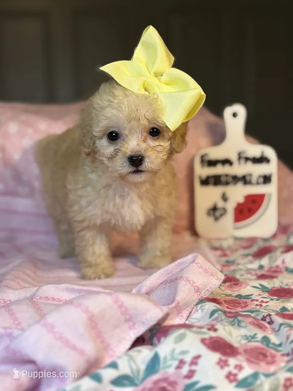 Joy  *tiny girl * – Maltipoo, Poodle - Toy  puppy for sale in Grand Prairie, TX