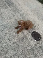 Bruno , a male Poodle - Toy  for sale in Fort Worth, TX – 2 of 2