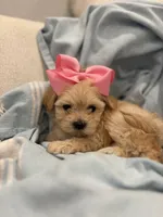 Daisy 🌼* Apricot *, a female Maltipoo and Poodle - Toy  for sale in Fort Worth, TX – Photo 4 of 6