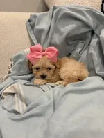 Daisy 🌼* Apricot *, a female Maltipoo and Poodle - Toy  for sale in Fort Worth, TX – Photo 5 of 6