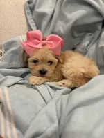 Daisy 🌼* Apricot *, a female Maltipoo and Poodle - Toy  for sale in Fort Worth, TX – Photo 3 of 6