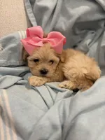 Daisy 🌼* Apricot *, a female Maltipoo and Poodle - Toy  for sale in Fort Worth, TX – Photo 6 of 6