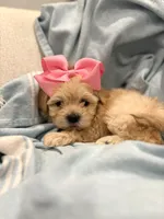 Daisy 🌼* Apricot *, a female Maltipoo and Poodle - Toy  for sale in Fort Worth, TX – Photo 1 of 6