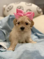 Daisy 🌼* Apricot *, a female Maltipoo and Poodle - Toy  for sale in Fort Worth, TX – Photo 2 of 6