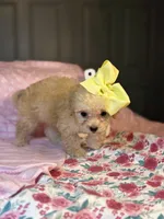 Joy  *tiny girl *, a female Maltipoo and Poodle - Toy  for sale in Grand Prairie, TX – 2 of 4