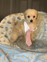 Teddy🧸 , a male Maltipoo and Poodle - Toy  for sale in Grand Prairie, TX – 3 of 4