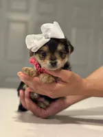 Rosie, a female Yorkshire Terrier for sale in Fort Worth, TX – Photo 2 of 3