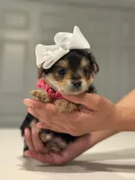 Rosie, a female Yorkshire Terrier for sale in Fort Worth, TX – Photo 3 of 3