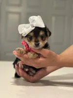 Rosie, a female Yorkshire Terrier for sale in Fort Worth, TX – Photo 1 of 3