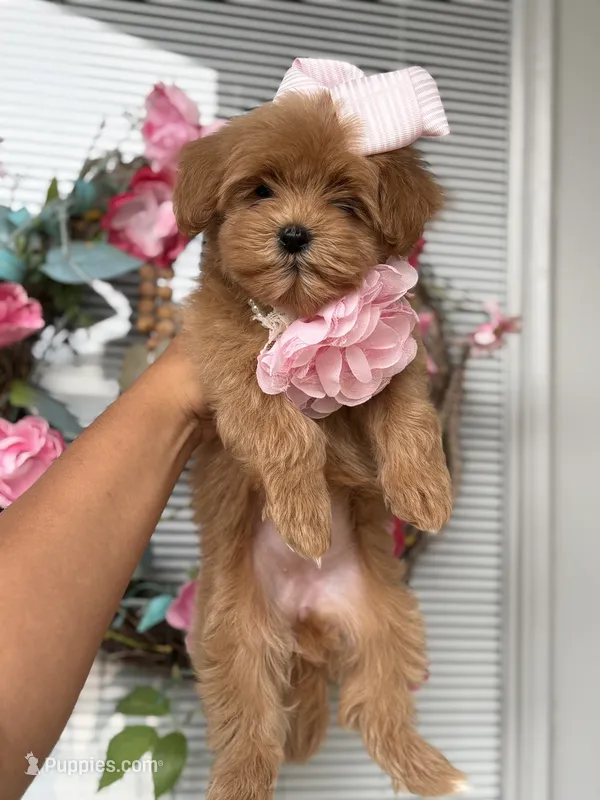 Emelia  – Maltipoo, Poodle - Toy  puppy for sale in Grand Prairie, TX