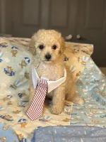 Teddy🧸 , a male Maltipoo and Poodle - Toy  for sale in Grand Prairie, TX – 4 of 4