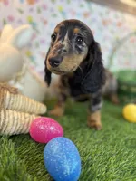 King *Silver Dapple*, a male Dachshund and Miniature Dachshund for sale in Fort Worth, TX – Photo 8 of 8
