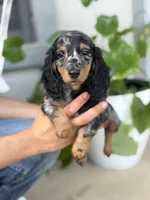 King *Silver Dapple*, a male Dachshund and Miniature Dachshund for sale in Fort Worth, TX – Photo 1 of 8