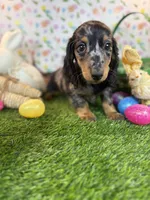 King *Silver Dapple*, a male Dachshund and Miniature Dachshund for sale in Fort Worth, TX – Photo 5 of 8