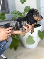 King *Silver Dapple*, a male Dachshund and Miniature Dachshund for sale in Fort Worth, TX – Photo 3 of 8