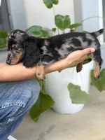 King *Silver Dapple*, a male Dachshund and Miniature Dachshund for sale in Fort Worth, TX – Photo 4 of 8