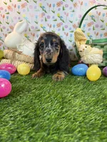 King *Silver Dapple*, a male Dachshund and Miniature Dachshund for sale in Fort Worth, TX – Photo 6 of 8