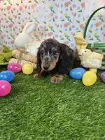 King *Silver Dapple*, a male Dachshund and Miniature Dachshund for sale in Fort Worth, TX – Photo 7 of 8
