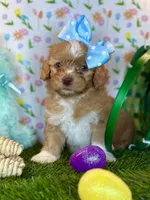 Lady * Dark Arpicot Parti* Green eyes!, a female Poodle - Toy  for sale in Fort Worth, TX – Photo 4 of 4