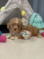 Charming * Dark Arpicot Parti* Green eyes!, a male Poodle - Toy  for sale in Fort Worth, TX – Photo 3 of 5