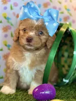 Lady * Dark Arpicot Parti* Green eyes!, a female Poodle - Toy  for sale in Fort Worth, TX – Photo 2 of 4