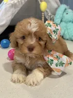 Charming * Dark Arpicot Parti* Green eyes!, a male Poodle - Toy  for sale in Fort Worth, TX – Photo 4 of 5