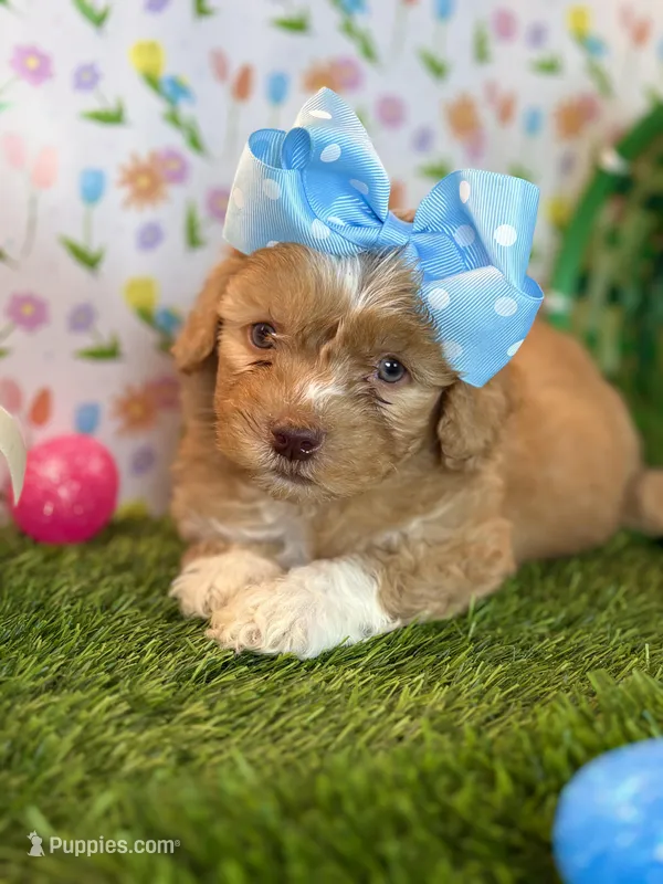 Lady * Dark Arpicot Parti* Green eyes!, a female Poodle - Toy  for sale in Fort Worth, TX – Photo 1 of 4