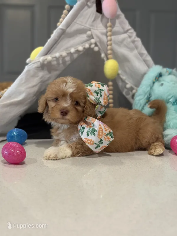 Charming * Dark Arpicot Parti* Green eyes! – Poodle - Toy  puppy for sale in Fort Worth, TX