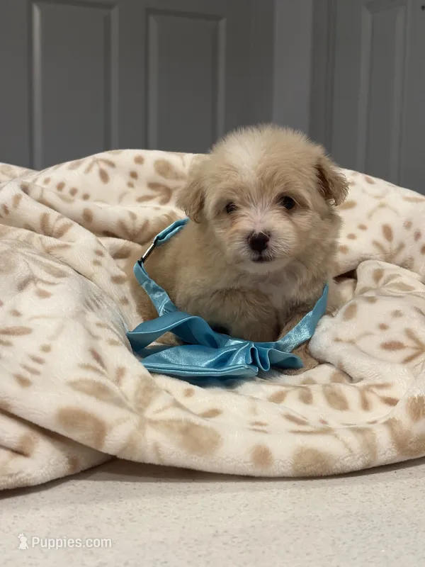 Louis  – Maltipoo, Poodle - Toy  puppy for sale in Fort Worth, TX