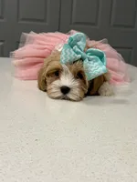 Mimi, a female Maltipoo for sale in Fort Worth, TX – Photo 3 of 3