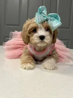 Mimi, a female Maltipoo for sale in Fort Worth, TX – Photo 2 of 3