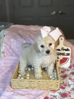 Butter cup , a female Maltipoo and Poodle - Toy  for sale in Grand Prairie, TX – 3 of 4