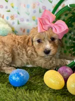 Luna *Apricot Parti*, a female Poodle - Toy  for sale in Fort Worth, TX – Photo 4 of 6