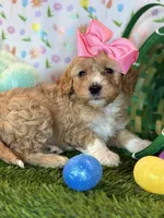Luna *Apricot Parti*, a female Poodle - Toy  for sale in Fort Worth, TX – Photo 2 of 6