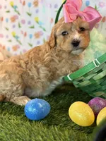 Luna *Apricot Parti*, a female Poodle - Toy  for sale in Fort Worth, TX – Photo 3 of 6