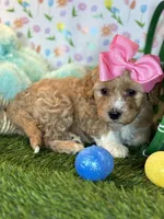 Luna *Apricot Parti*, a female Poodle - Toy  for sale in Fort Worth, TX – Photo 1 of 6