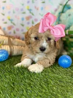 Luna *Apricot Parti*, a female Poodle - Toy  for sale in Fort Worth, TX – Photo 5 of 6