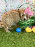 Luna *Apricot Parti*, a female Poodle - Toy  for sale in Fort Worth, TX – Photo 6 of 6