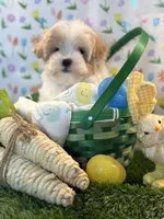 Prince *Red parti* New post, a male Maltipoo and Poodle - Toy  for sale in Fort Worth, TX – Photo 6 of 6